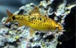 Gold Barb Fish
